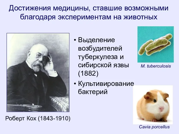 Роберт Кох (1843-1910) Выделение возбудителей туберкулеза и сибирской язвы (1882) Культивирование бактерий M.
