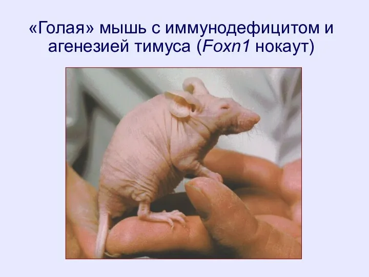 «Голая» мышь с иммунодефицитом и агенезией тимуса (Foxn1 нокаут)
