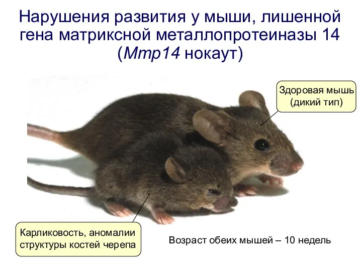 Нарушения развития у мыши, лишенной гена матриксной металлопротеиназы 14 (Mmp14 нокаут) Здоровая мышь