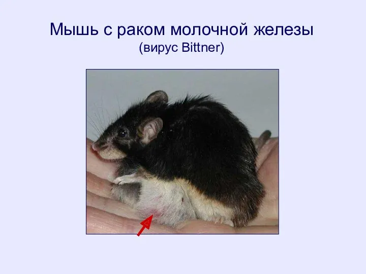 Мышь с раком молочной железы (вирус Bittner)