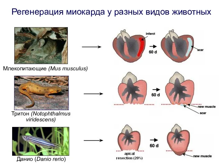 Регенерация миокарда у разных видов животных Данио (Danio rerio) Тритон (Notophthalmus viridescens) Млекопитающие (Mus musculus)