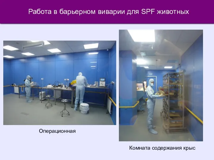 Работа в барьерном виварии для SPF животных Операционная Комната содержания крыс