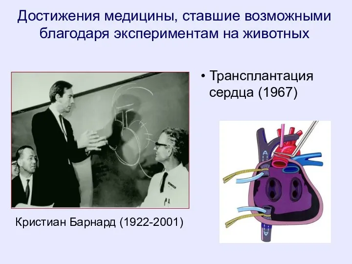 Кристиан Барнард (1922-2001) Трансплантация сердца (1967) Достижения медицины, ставшие возможными благодаря экспериментам на животных