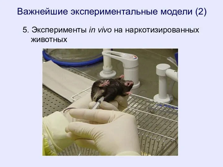 5. Эксперименты in vivo на наркотизированных животных Важнейшие экспериментальные модели (2)