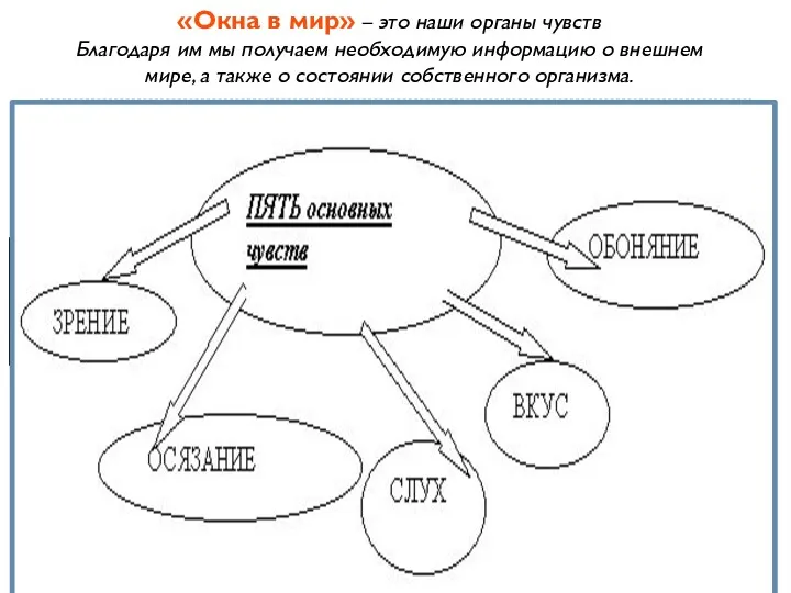 «Окна в мир» – это наши органы чувств Благодаря им