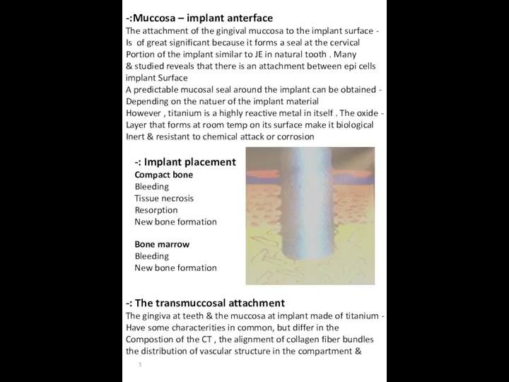 Muccosa – implant anterface:- - The attachment of the gingival