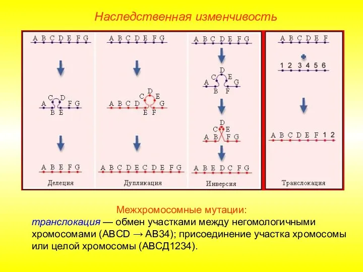 Межхромосомные мутации: транслокация — обмен участками между негомологичными хромосомами (АВCD