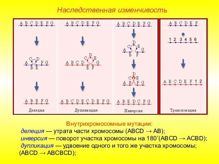 Внутрихромосомные мутации: делеция — утрата части хромосомы (АВСD → AB);