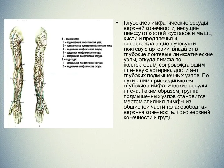Глубокие лимфатические сосуды верхней конечности, несущие лимфу от костей, суставов