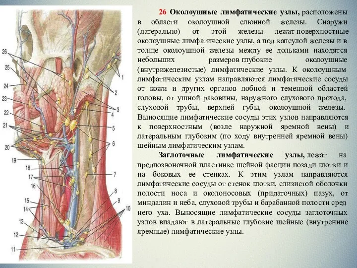 26 Околоушные лимфатические узлы, расположены в области околоушной слюнной железы.