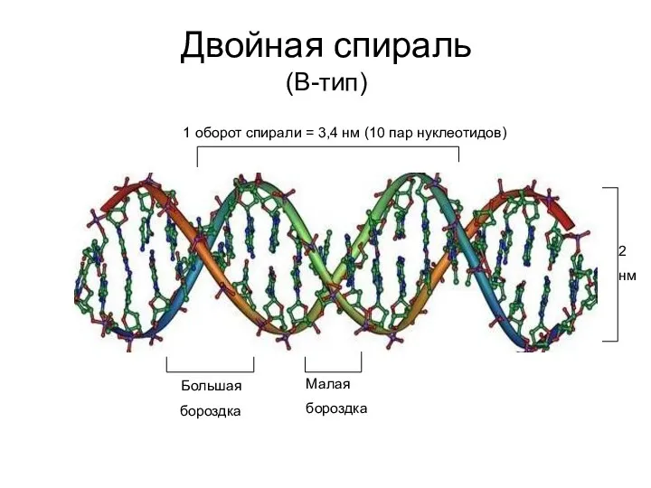 Двойная спираль (В-тип) Большая бороздка Малая бороздка 1 оборот спирали