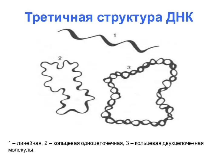 Третичная структура ДНК 1 – линейная, 2 – кольцевая одноцепочечная, 3 – кольцевая двухцепочечная молекулы.