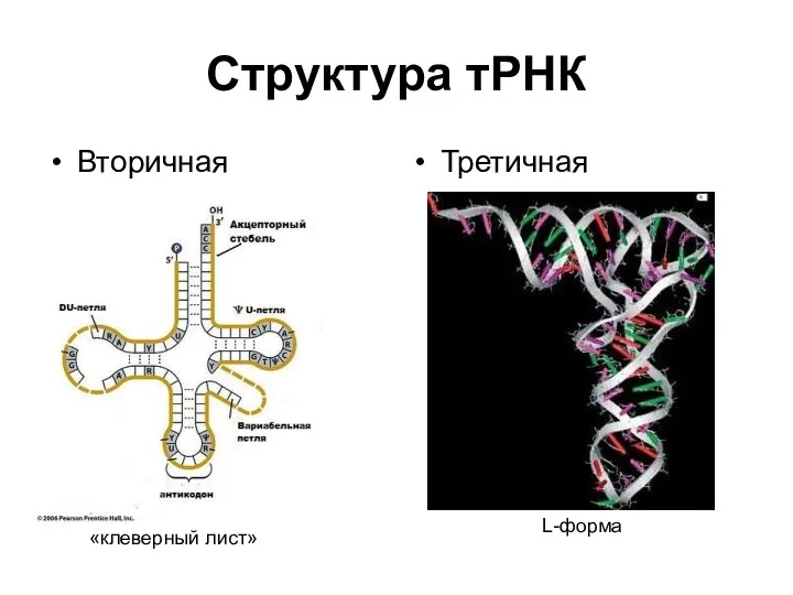 Структура тРНК Вторичная Третичная «клеверный лист» L-форма