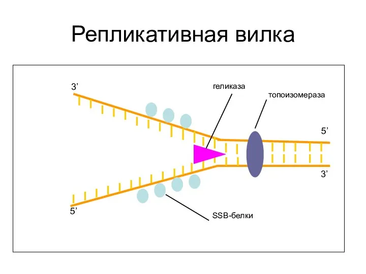 Репликативная вилка 3’ 5’ 5’ 3’ топоизомераза геликаза SSB-белки