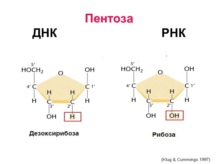 Пентоза ДНК РНК