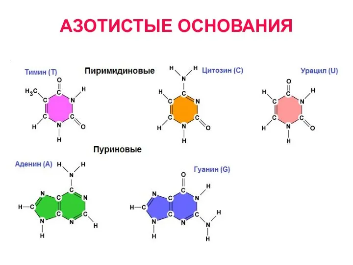 АЗОТИСТЫЕ ОСНОВАНИЯ