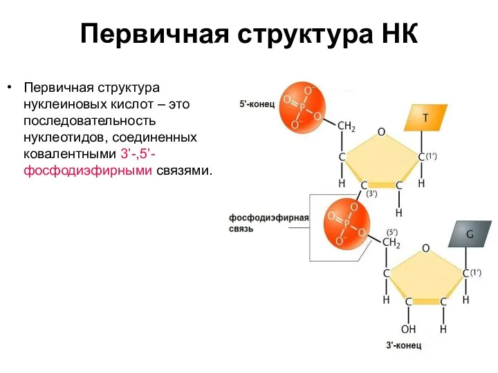 Первичная структура НК Первичная структура нуклеиновых кислот – это последовательность нуклеотидов, соединенных ковалентными 3’-,5’- фосфодиэфирными связями.