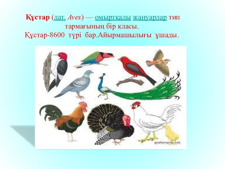 Құстар (лат. Aves) — омыртқалы жануарлар тип тармағының бір класы. Құстар-8600 түрі бар.Айырмашылығы ұшады.