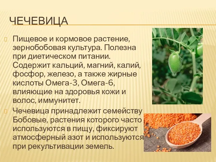 ЧЕЧЕВИЦА Пищевое и кормовое растение, зернобобовая культура. Полезна при диетическом