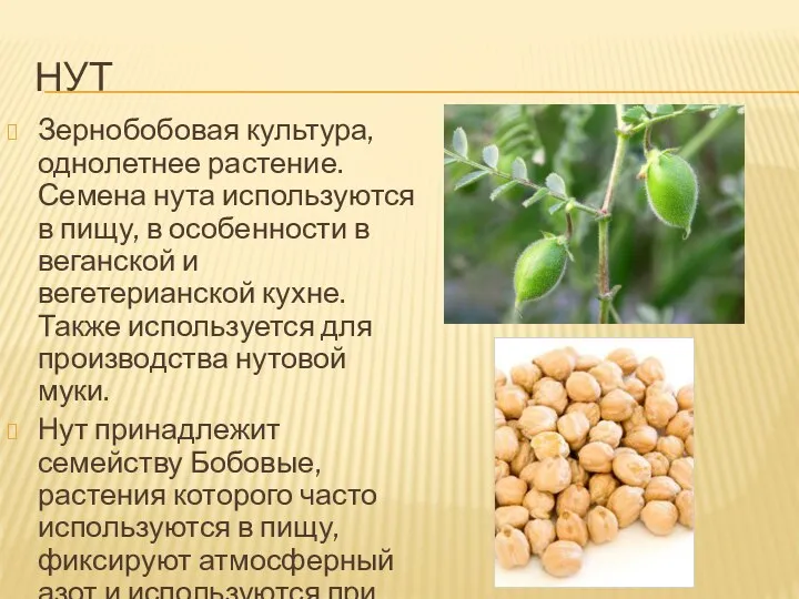 НУТ Зернобобовая культура, однолетнее растение. Семена нута используются в пищу,