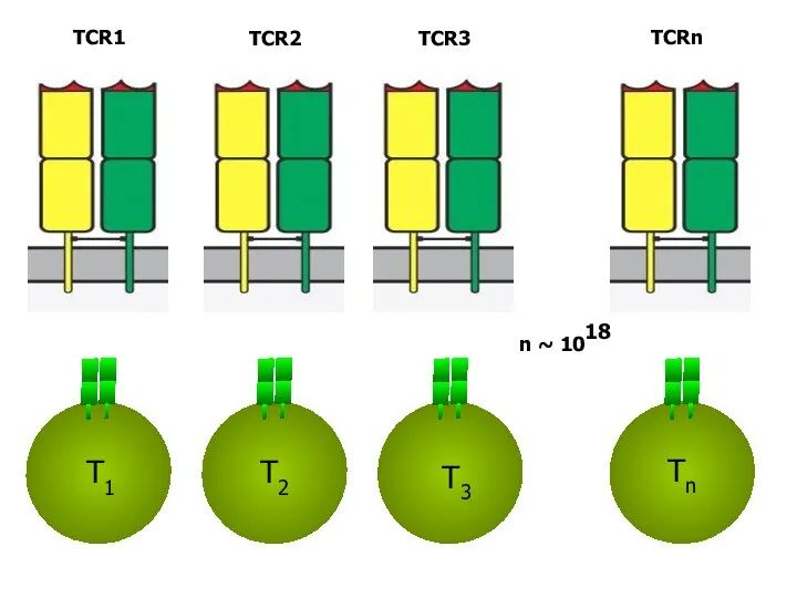 T1 T2 T3 Tn n ~ 1018 TCR1 TCR2 TCR3 TCRn