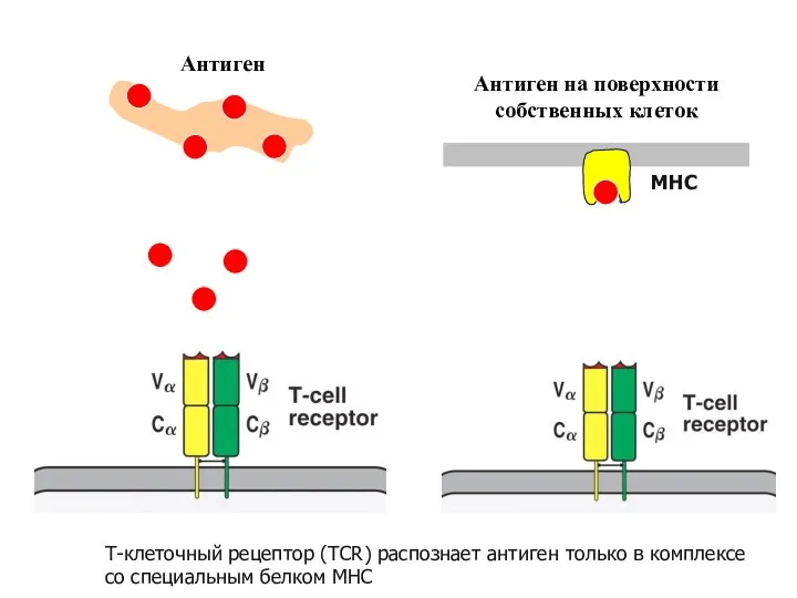 Антиген на поверхности собственных клеток Антиген Т-клеточный рецептор (TCR) распознает