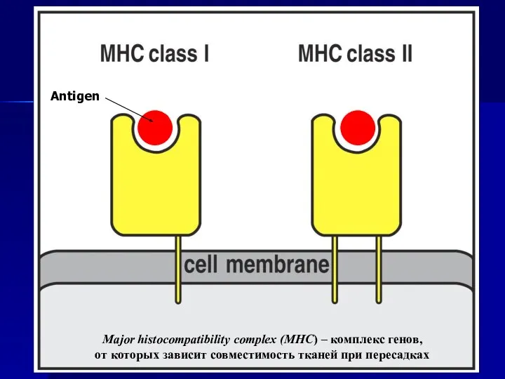 Antigen Major histocompatibility complex (MHC) – комплекс генов, от которых зависит совместимость тканей при пересадках