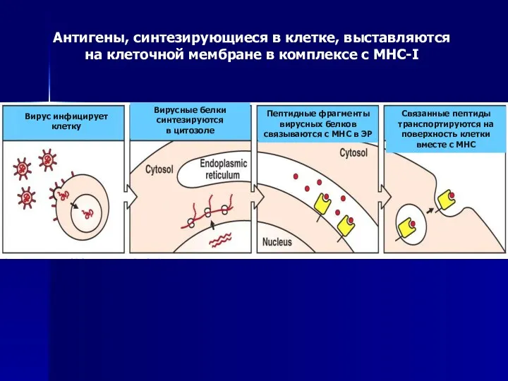 Антигены, синтезирующиеся в клетке, выставляются на клеточной мембране в комплексе с МНС-I