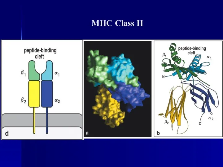 MHC Class II