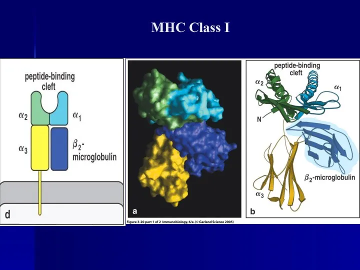 MHC Class I