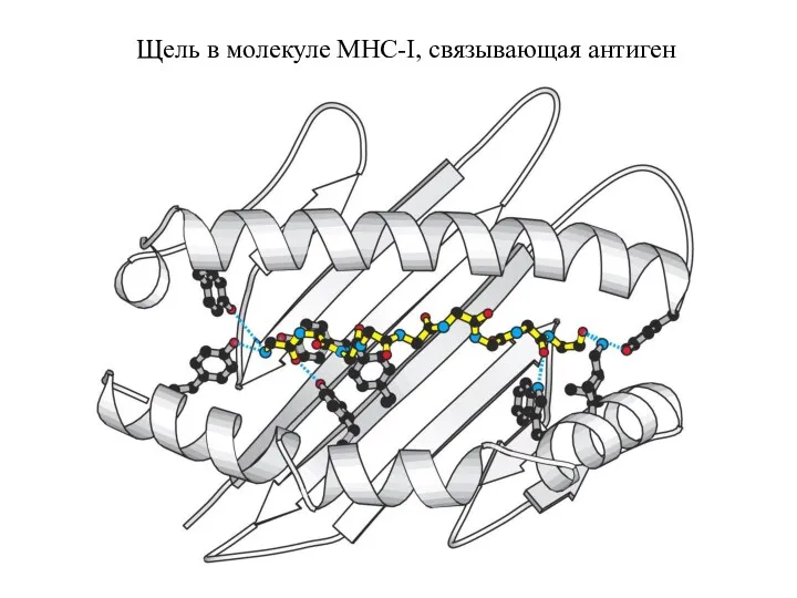 Щель в молекуле MHC-I, связывающая антиген