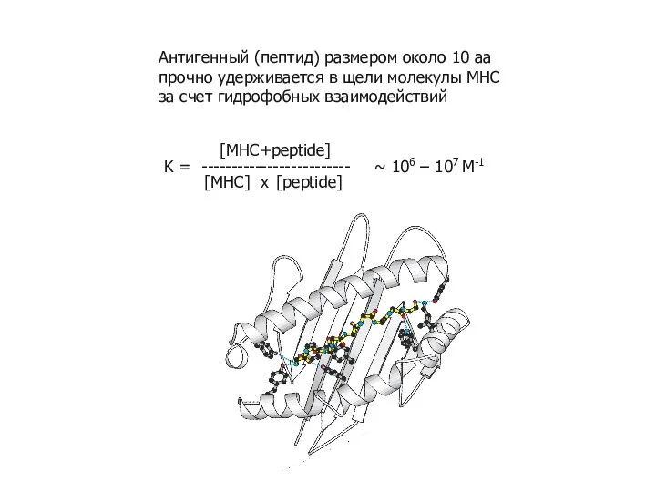 Антигенный (пептид) размером около 10 аа прочно удерживается в щели молекулы MHC за счет гидрофобных взаимодействий