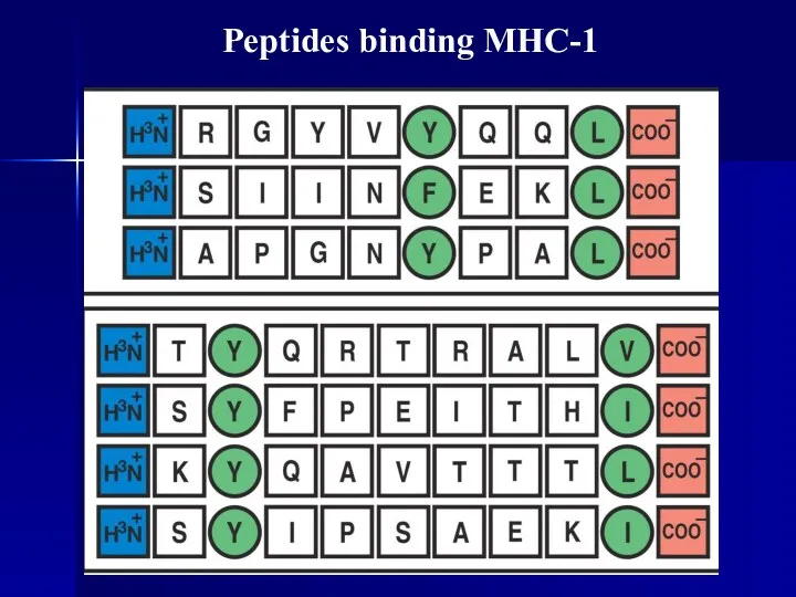 Peptides binding MHC-1