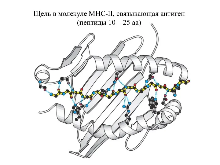 Щель в молекуле MHC-II, связывающая антиген (пептиды 10 – 25 аа)