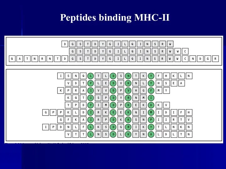Peptides binding MHC-II