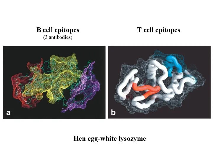 Hen egg-white lysozyme B cell epitopes (3 antibodies) T cell epitopes