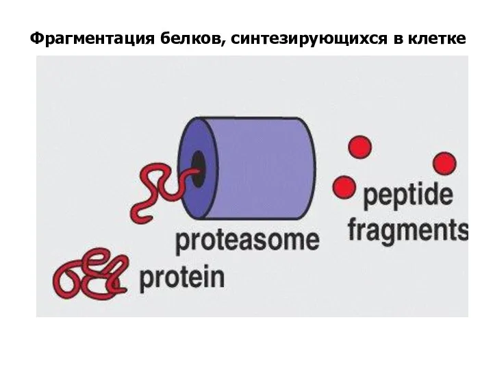 Фрагментация белков, синтезирующихся в клетке