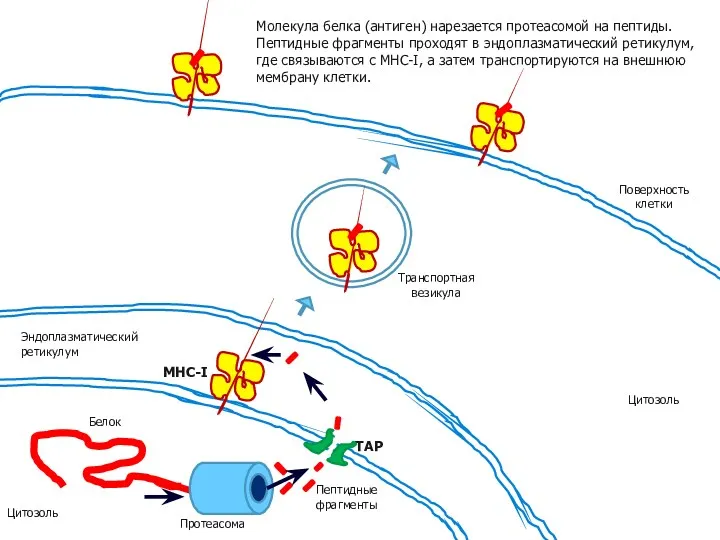 Эндоплазматический ретикулум MHC-I Белок TAP Пептидные фрагменты Протеасома Цитозоль Цитозоль Поверхность клетки Молекула