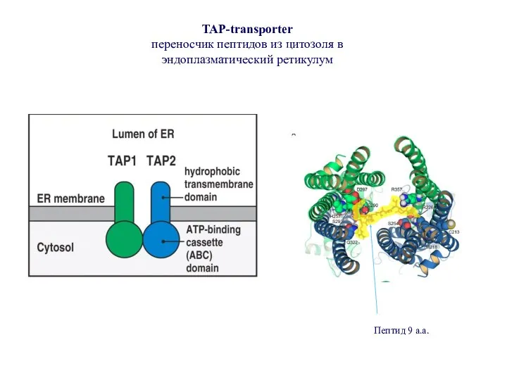 TAP-transporter переносчик пептидов из цитозоля в эндоплазматический ретикулум Пептид 9 а.а.
