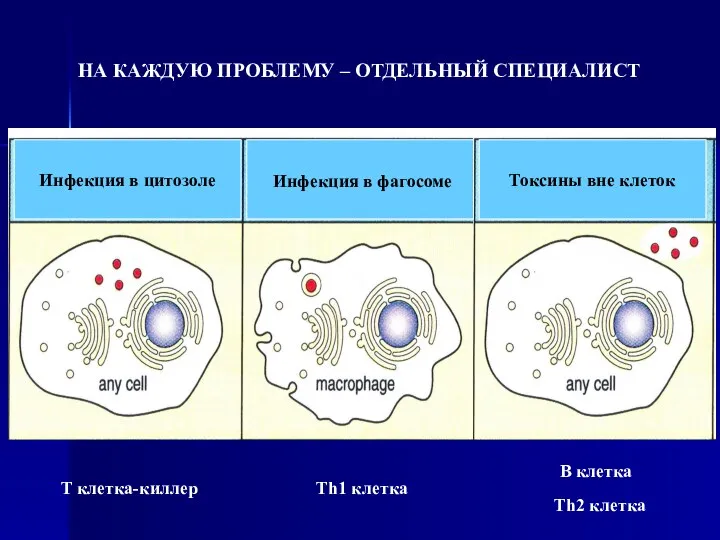 НА КАЖДУЮ ПРОБЛЕМУ – ОТДЕЛЬНЫЙ СПЕЦИАЛИСТ T клетка-киллер Th1 клетка B клетка Th2 клетка