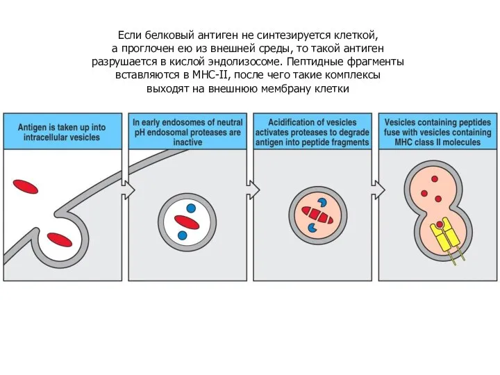 Если белковый антиген не синтезируется клеткой, а проглочен ею из