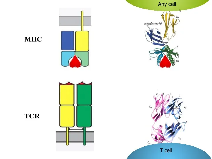 TCR MHC T cell Any cell