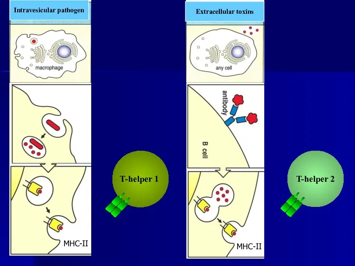Extracellular toxins Intravesicular pathogen MHC-II MHC-II T-helper 1 T-helper 2