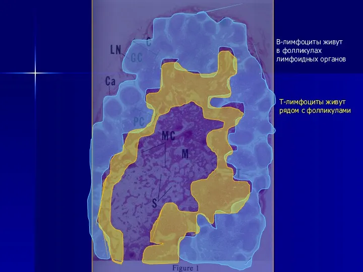 В-лимфоциты живут в фолликулах лимфоидных органов Т-лимфоциты живут рядом с фолликулами