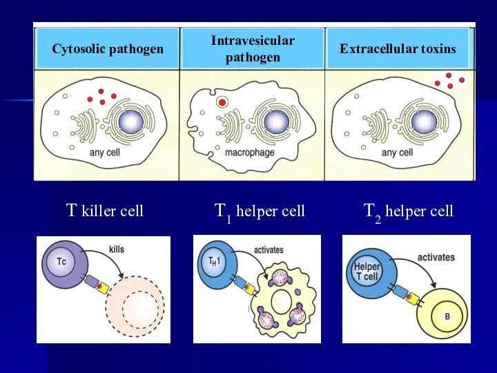 T killer cell T1 helper cell T2 helper cell