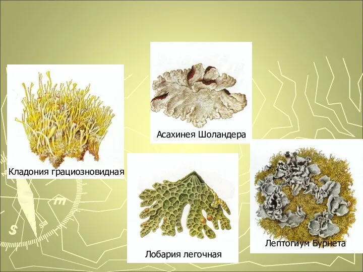 Они занесены в Красную книгу! Кладония грациозновидная Лобария легочная Асахинея Шоландера Лептогиум Бурнета