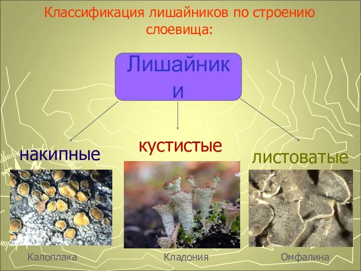 Классификация лишайников по строению слоевища: Лишайники накипные листоватые кустистые Калоплака Омфалина Кладония