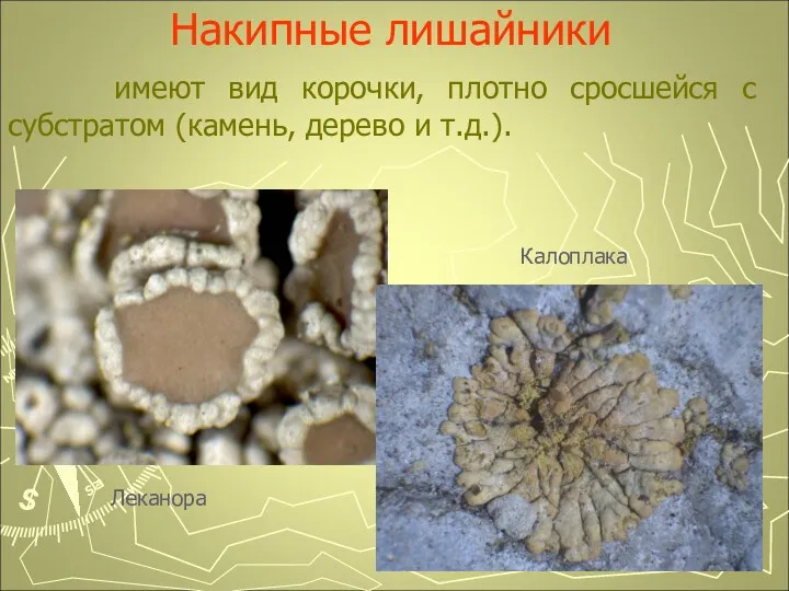 Накипные лишайники имеют вид корочки, плотно сросшейся с субстратом (камень, дерево и т.д.). Леканора Калоплака