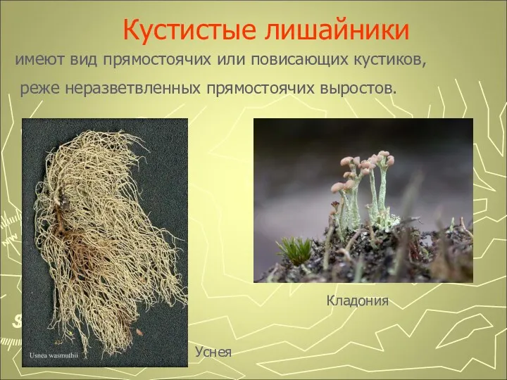 Кустистые лишайники имеют вид прямостоячих или повисающих кустиков, реже неразветвленных прямостоячих выростов. Кладония Уснея