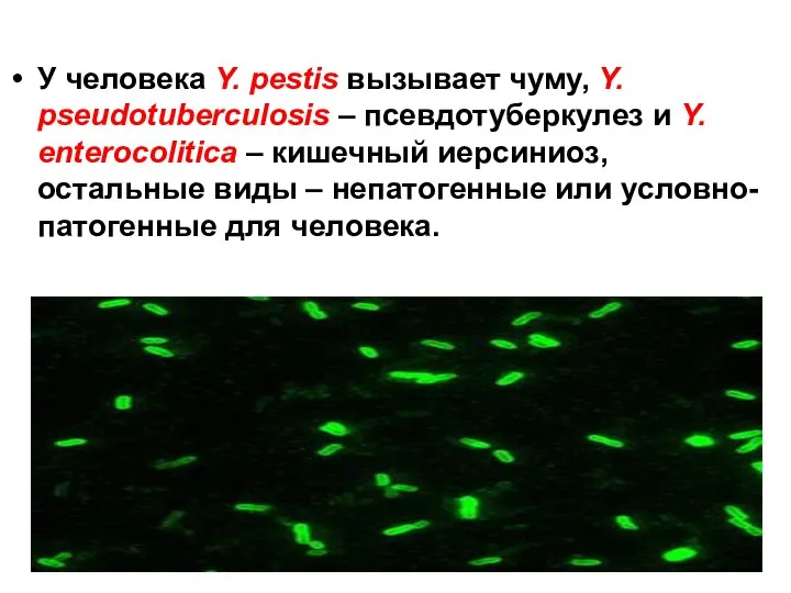 У человека Y. pestis вызывает чуму, Y. pseudotuberculosis – псевдотуберкулез и Y. enterocolitica